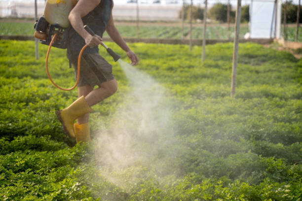 Best Affordable Pest Control Services  in Union, MS
