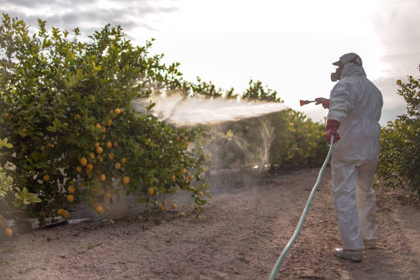 Best Affordable Pest Control Services  in Union, MS