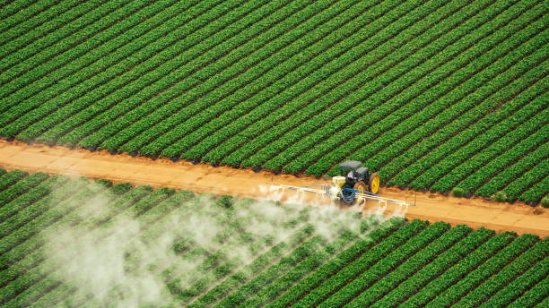 Best Termite Control Services  in Union, MS
