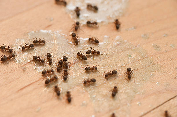 Best Best Pest Control Near Me  in Union, MS