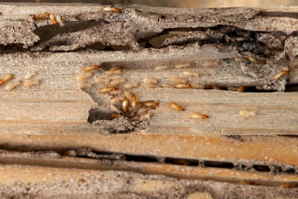 Reliable Union, MS Pest Control Solutions